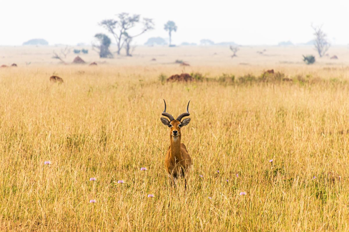 Antílope de pie, alerta entre altas hierbas doradas durante un safari de día en el Parque Nacional del Lago Nakuru