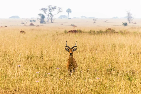 Antílope de pie, alerta entre altas hierbas doradas durante un safari de día en el Parque Nacional del Lago Nakuru