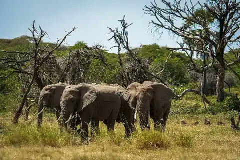 Un branco di elefanti pascola sotto alberi contorti in una savana keniota illuminata dal sole — scena a Ol Pejeta e Aberdare durante un safari di 4 giorni.