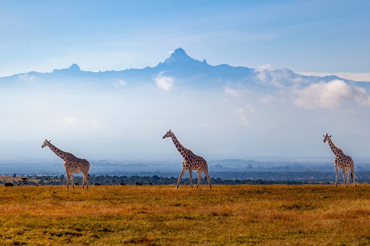 Trois girafes marchant dans la savane kényane dorée, avec des plaines brumeuses et une crête montagneuse à l'horizon sous un ciel bleu pâle — Safari classique de 9 jours au Kenya