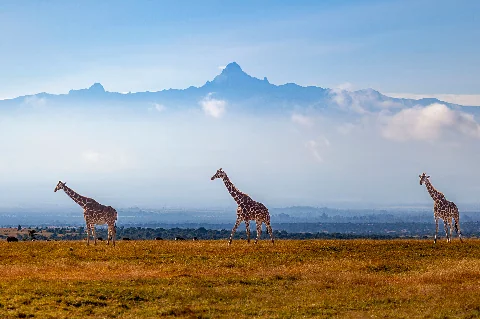 Trois girafes marchant dans la savane kényane dorée, avec des plaines brumeuses et une crête montagneuse à l'horizon sous un ciel bleu pâle — Safari classique de 9 jours au Kenya