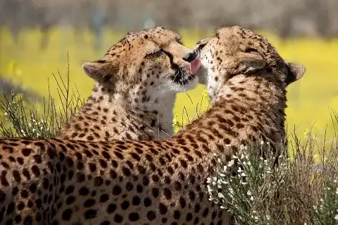 Two cheetahs nuzzling among wildflowers, close-up of spotted siblings