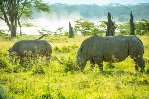 Solio Ranch Rhino Sanctuary Day Safari from Nairobi