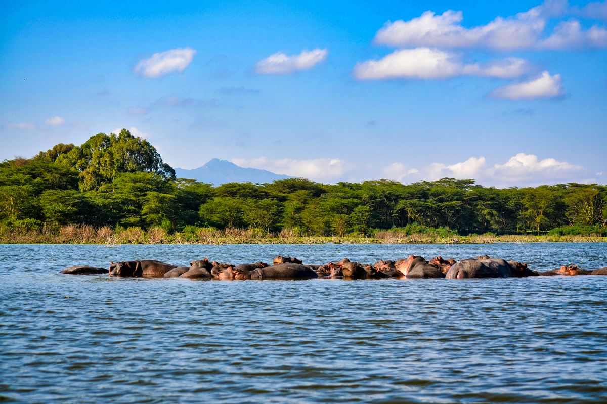 Pod of hippos partly submerged in a tranquil lake with green shoreline and blue sky