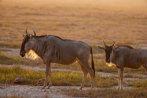 Wildebeest walking across a sunlit plain at dusk with warm backlight