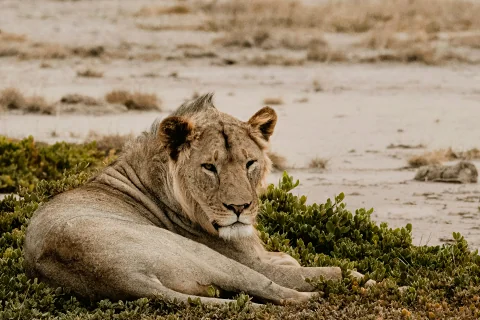 Lion resting on sandy scrub, close-up wildlife portrait from a Tsavo West safari