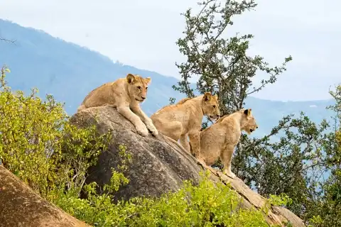 Three young lions perched on a rocky kopje overlooking scrub and rolling hills in Tsavo East — 3-Day Tsavo East Safari from Diani