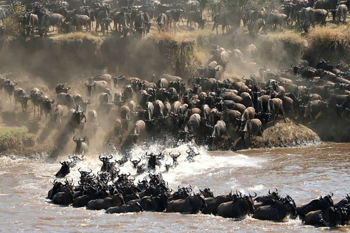 Wildebeest thundering across the Mara River in a dramatic Great Migration river crossing