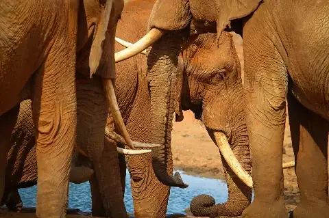 Close-up of red‑dusted elephant tusks and trunks drinking at a waterhole in Tsavo