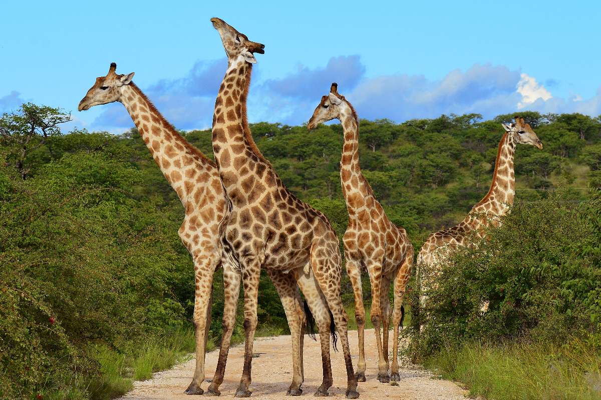 Group of giraffes browsing acacia trees against a clear blue sky in Maasai Mara grassland