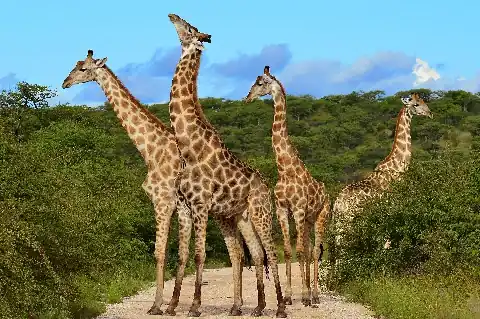 Group of giraffes browsing acacia trees against a clear blue sky in Maasai Mara grassland