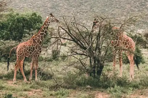 Two reticulated giraffes browsing an acacia shrub in Samburu National Reserve grassland