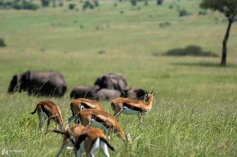 Troupeau d'impalas paissant dans de hautes herbes, éléphants en toile de fond sur la savane kenyane — Safari classique de 9 jours au départ de Nairobi