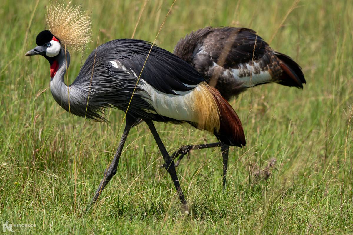 Pair of grey crowned cranes walking through tall grass in the Maasai Mara