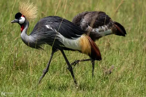 Pair of grey crowned cranes walking through tall grass in the Maasai Mara