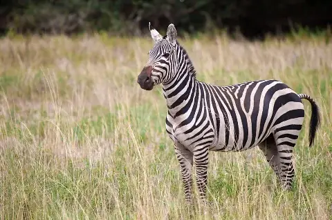 Zebra standing in tall grass showing bold black-and-white stripes in profile