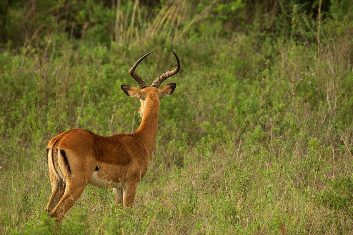 Male impala with curved horns standing in tall grass at Nairobi National Park during a full-day safari