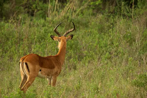 Male impala with curved horns standing in tall grass at Nairobi National Park during a full-day safari