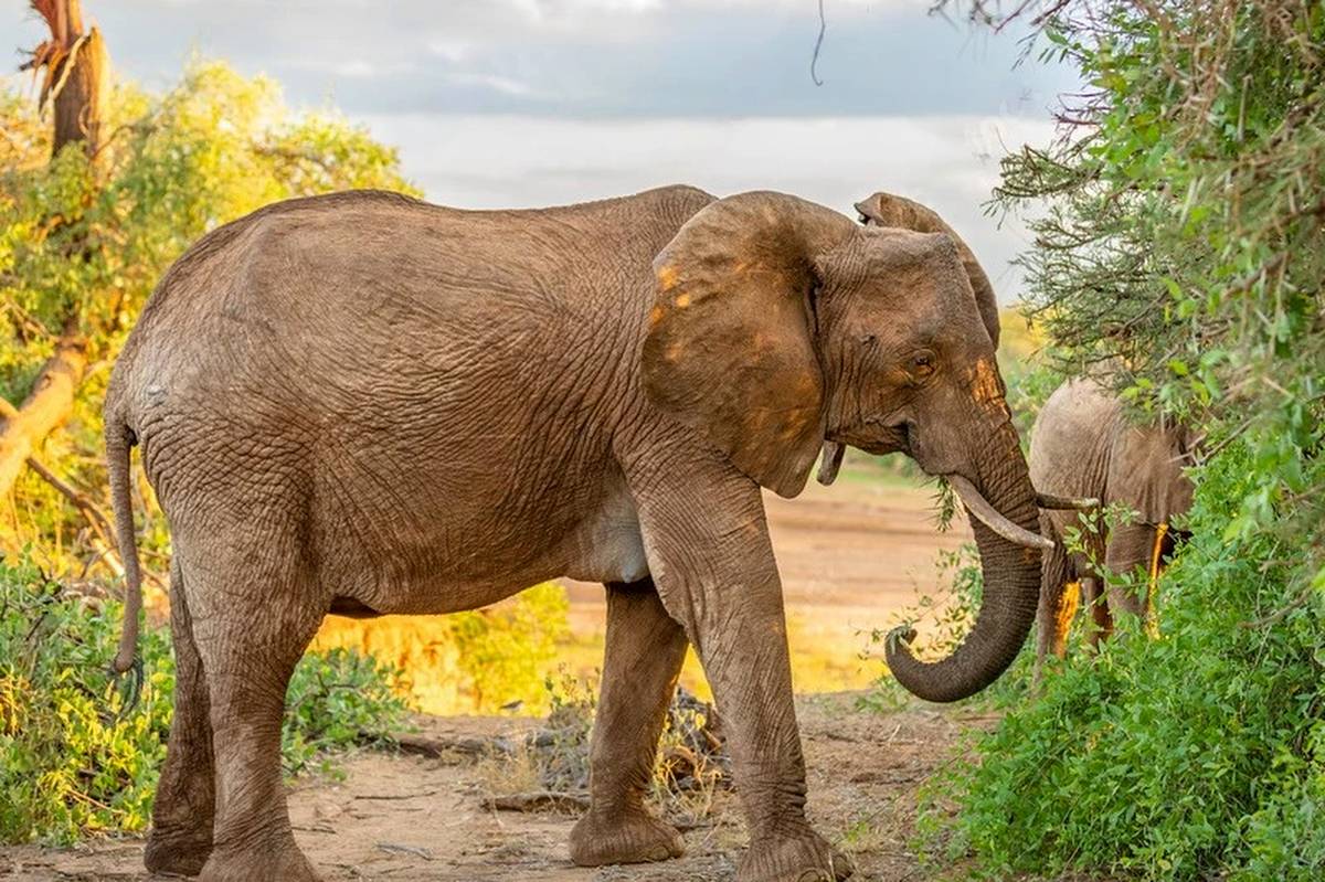 Elephant browsing dense green bushes at golden hour in Samburu, part of the Aberdare & Samburu Wildlife Safari