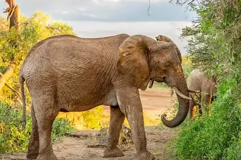 Elephant browsing dense green bushes at golden hour in Samburu, part of the Aberdare & Samburu Wildlife Safari