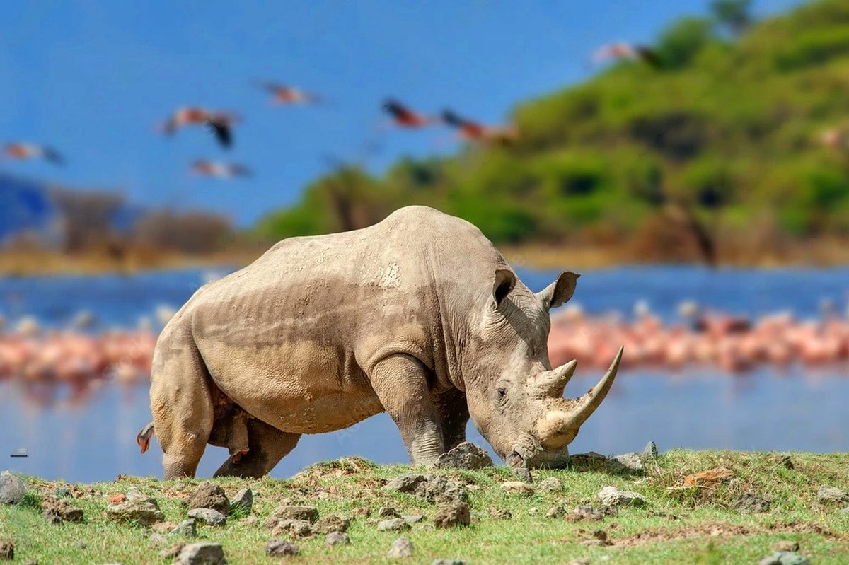White rhinoceros grazing by a lakeshore with flamingos blurred in the distance