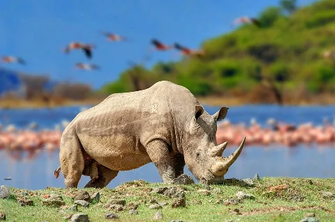 White rhinoceros grazing by a lakeshore with flamingos blurred in the distance