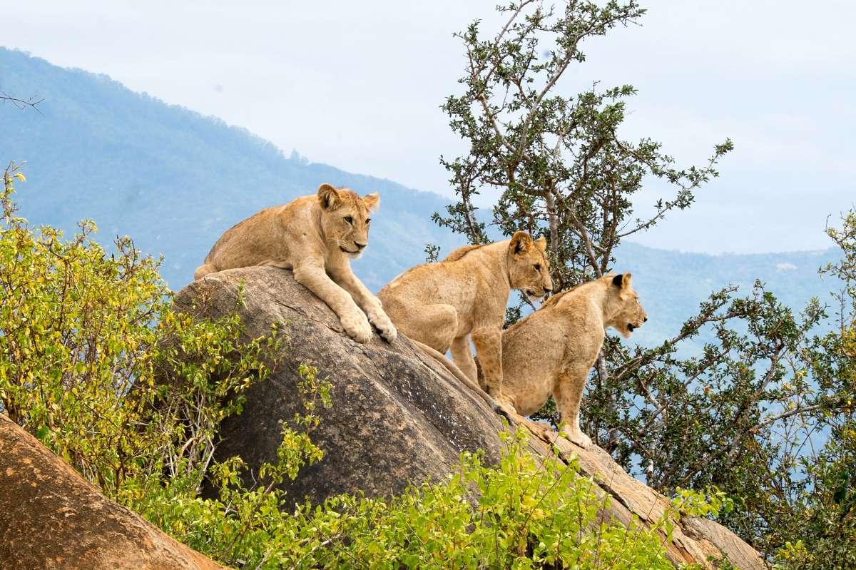 Three lionesses lounging on a rocky kopje with acacia and distant hills in Tsavo, Kenya — scene from the 6-Day Coast Safari.