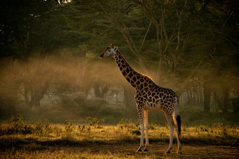 Reticulated giraffe standing in golden morning light beneath acacia woodland — 3-Day Samburu National Reserve Safari from Nairobi