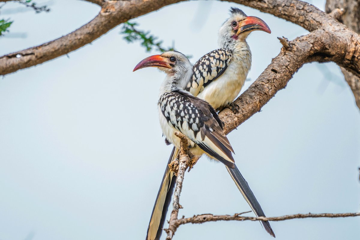 Two red-billed hornbills perched on an acacia branch against a pale sky