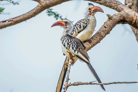 Two red-billed hornbills perched on an acacia branch against a pale sky