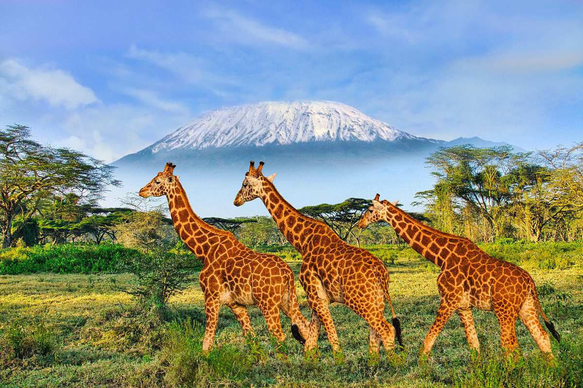 Three giraffes walking with Mount Kilimanjaro's snow-capped peak rising behind them in Amboseli's acacia woodlands