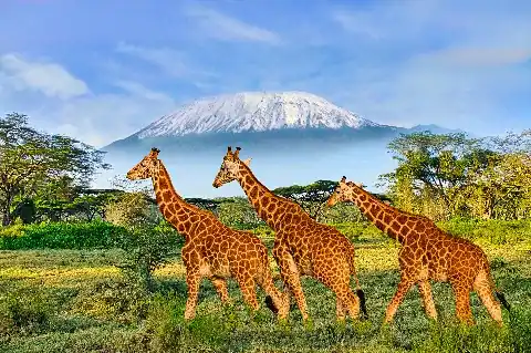 Three giraffes walking with Mount Kilimanjaro's snow-capped peak rising behind them in Amboseli's acacia woodlands