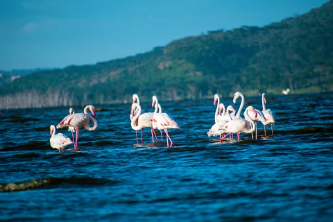 Pink flamingos wading in bright blue Lake Nakuru waters with green hills — a highlight of the 6-Day Samburu, Ol Pejeta, Lake Nakuru & Naivasha Safari from Nairobi