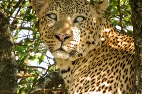 Leopard perched in a shaded tree, intense gaze and spotted coat on safari