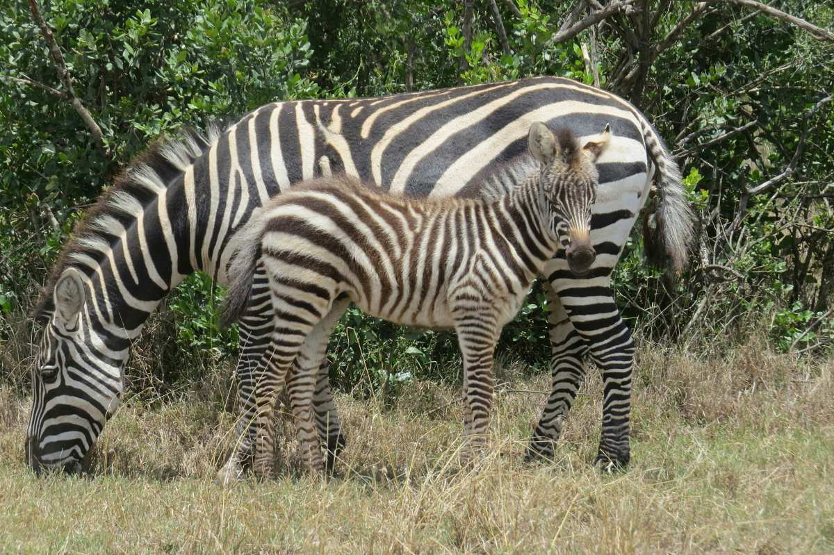 Zebra mare and foal grazing on the Kenyan plains during the 3-Day Aberdare & Mount Kenya Safari from Nairobi