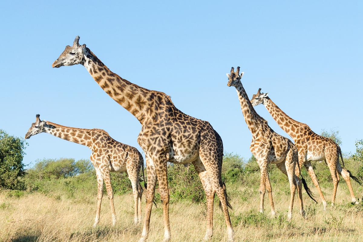 A small herd of giraffes walking across sunlit savanna beneath a clear blue sky