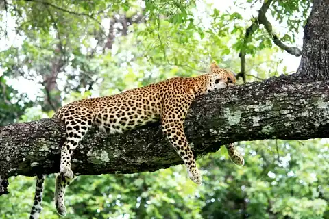 Leopardo descansando en una rama de árbol rodeado de follaje verde durante un safari de día en el Lago Nakuru