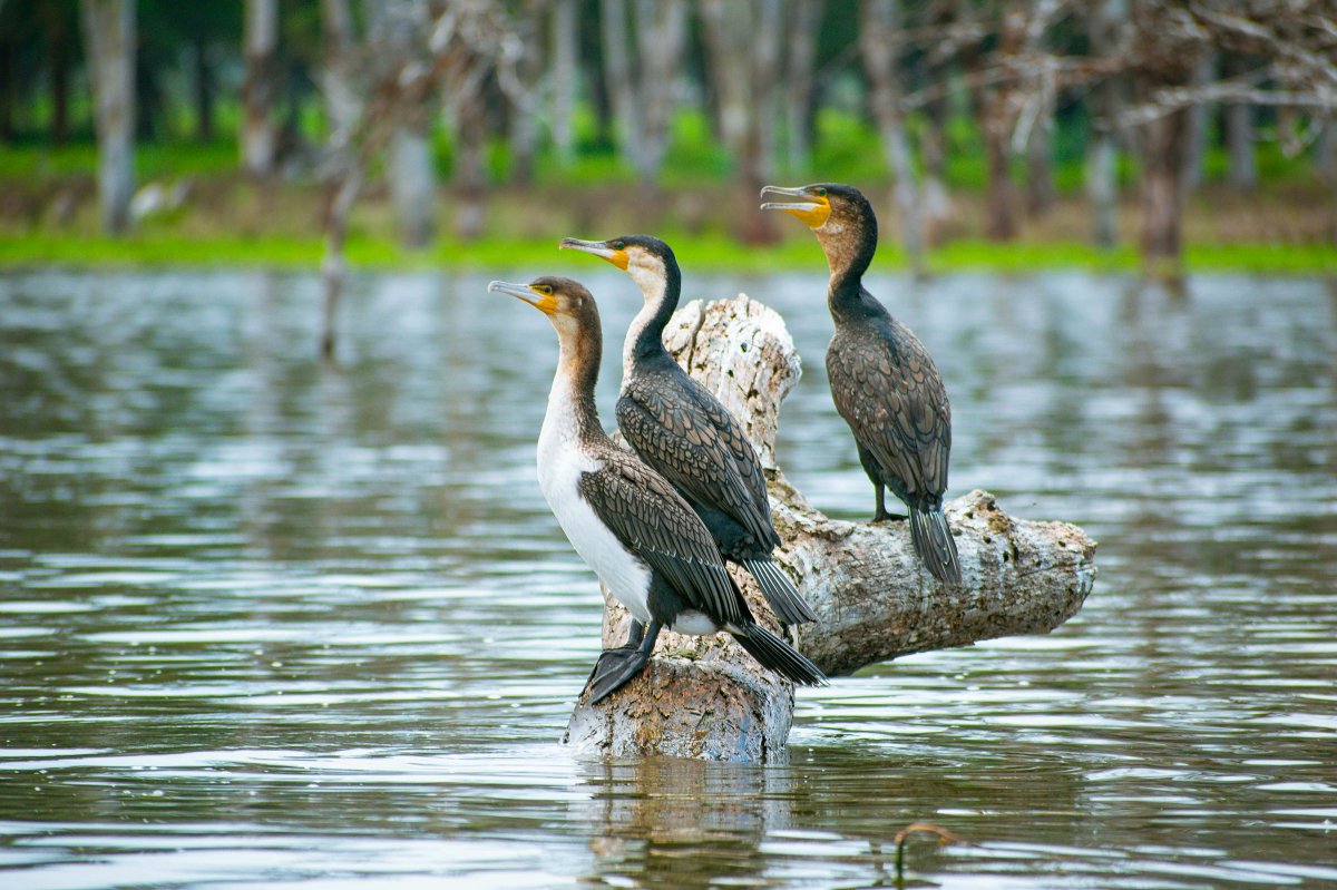 Three cormorants on a weathered log in a calm lake — wildlife view from the 5-Day Samburu, Aberdare, Lake Nakuru & Naivasha Safari