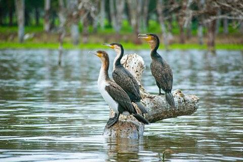 Three cormorants on a weathered log in a calm lake — wildlife view from the 5-Day Samburu, Aberdare, Lake Nakuru & Naivasha Safari