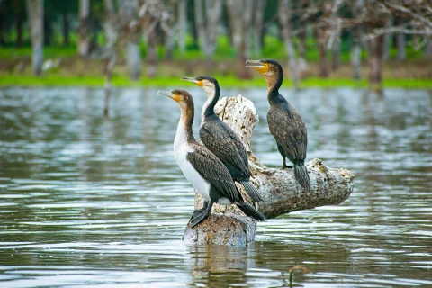 Three cormorants on a weathered log in a calm lake — wildlife view from the 5-Day Samburu, Aberdare, Lake Nakuru & Naivasha Safari