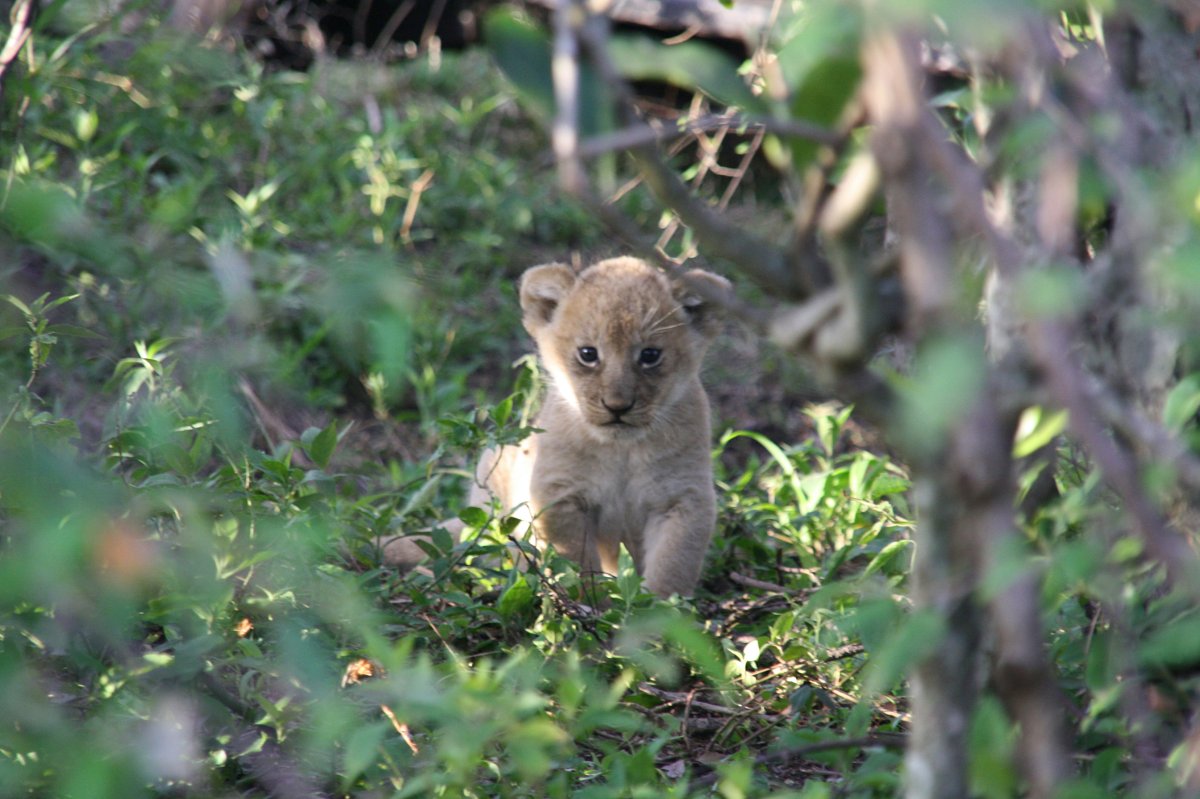 Young lion cub peering through green bush at Ol Pejeta Conservancy on the 2-Day Ol Pejeta Conservancy Safari from Nairobi