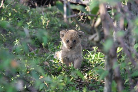 Young lion cub peering through green bush at Ol Pejeta Conservancy on the 2-Day Ol Pejeta Conservancy Safari from Nairobi