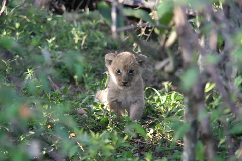 Young lion cub peering through green bush at Ol Pejeta Conservancy on the 2-Day Ol Pejeta Conservancy Safari from Nairobi