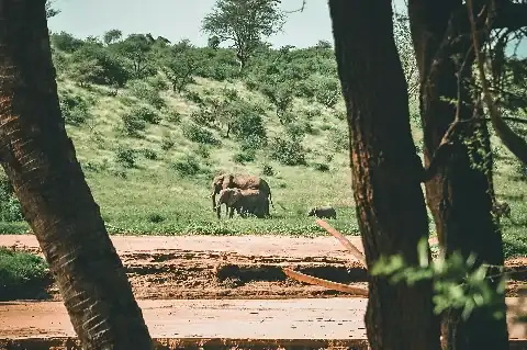 Elephants grazing on a grassy hillside framed by tree trunks beside a river in the Kenyan savanna — scene from the 7-Day Big Five Safari from Nairobi