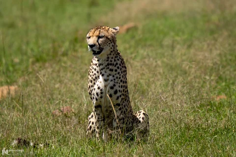 Cheetah sitting alert in green Maasai Mara grassland on the 2-Day Maasai Mara Express Safari from Nairobi