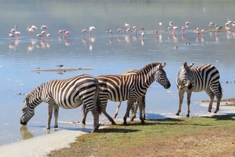 Group of zebras drinking at the water's edge with flamingos reflected in the calm lake — classic Nakuru/Naivasha wildlife