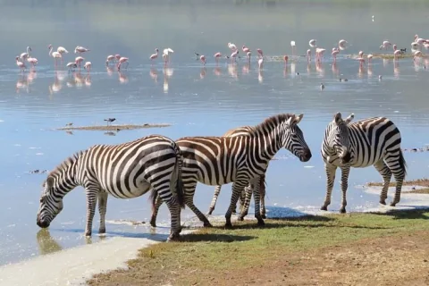 Group of zebras drinking at the water's edge with flamingos reflected in the calm lake — classic Nakuru/Naivasha wildlife