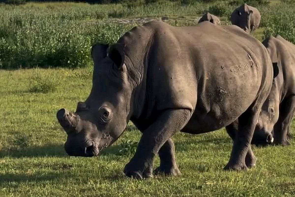 Primer plano de un rinoceronte blanco pastando en una pradera exuberante durante el safari de 5 días Meru, Samburu y Ol Pejeta con salida desde Nairobi