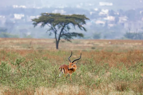 Male antelope with spiraled horns in tall grass with a lone acacia tree and distant skyline.