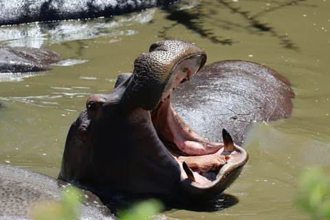 Yawning hippopotamus partially submerged in muddy water on safari — 5-Day Maasai Mara, Lake Nakuru & Lake Naivasha Safari from Nairobi